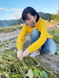 国際交流　丹波篠山　留学生との合同研修（収穫編）